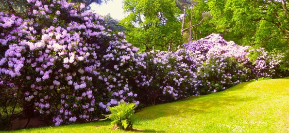 Dans le Bois des Moutiers